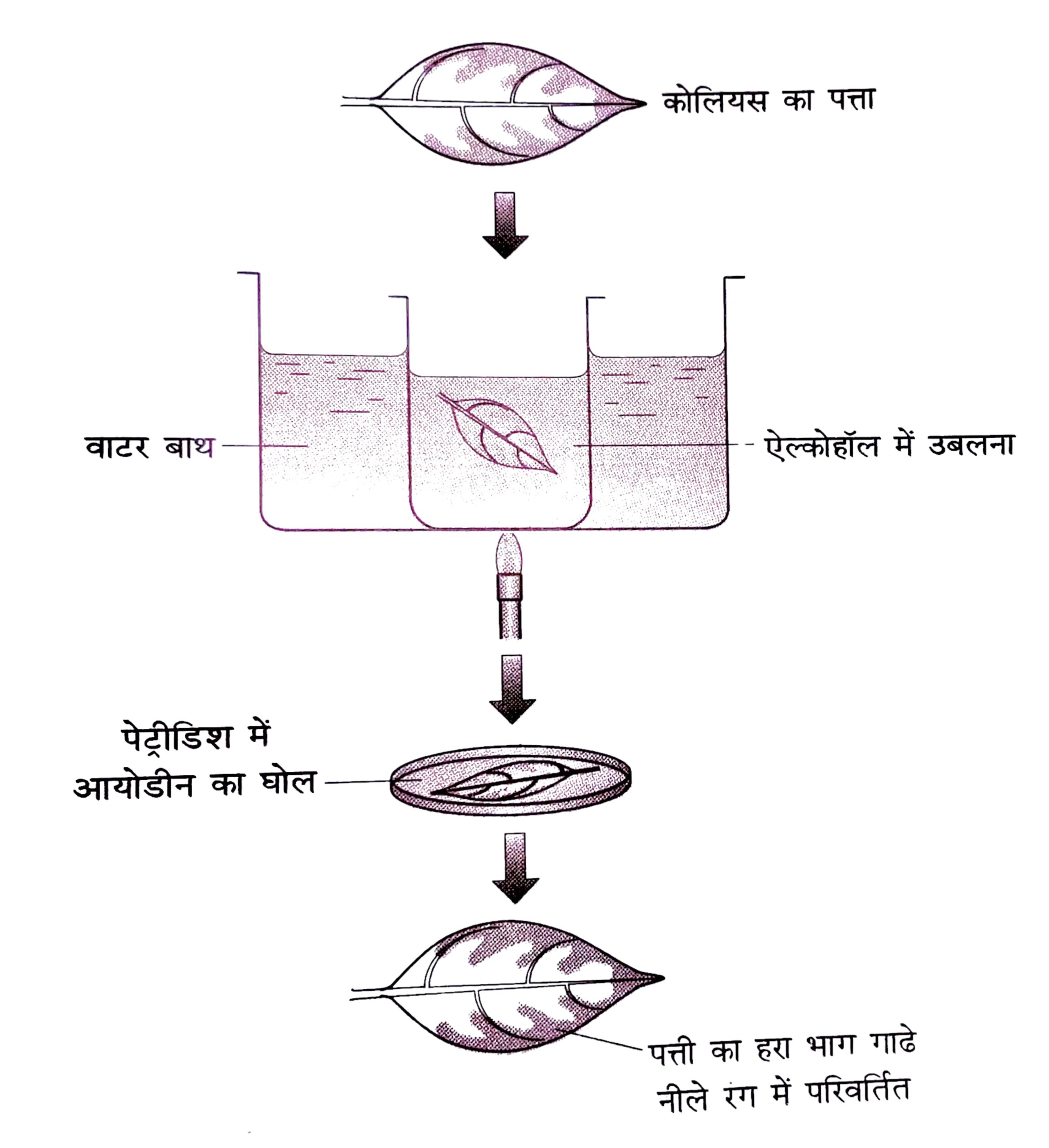Human Digestive System 