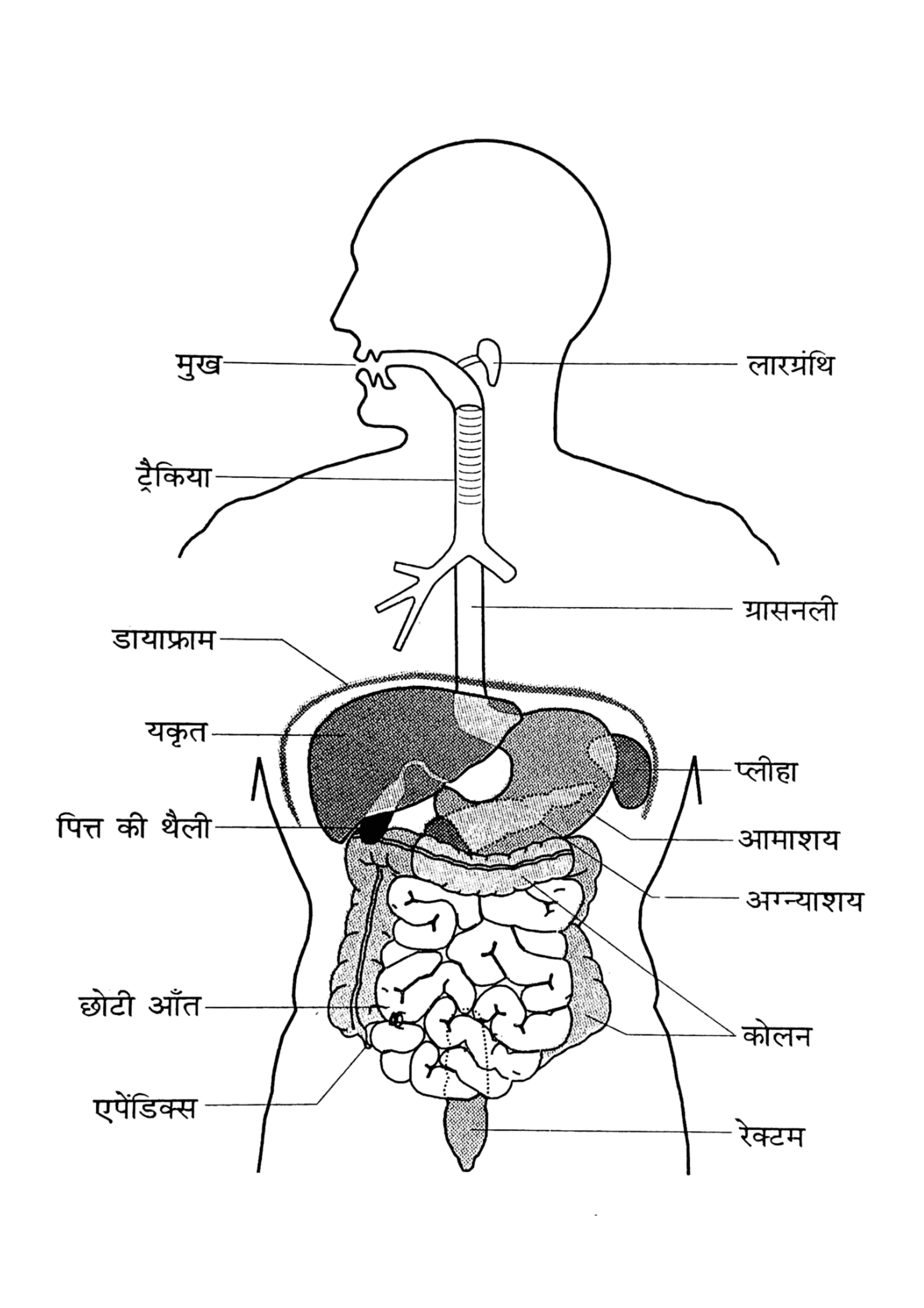 Human Digestive System 